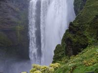 Engelswurz blüht nahe am Skogáfoss